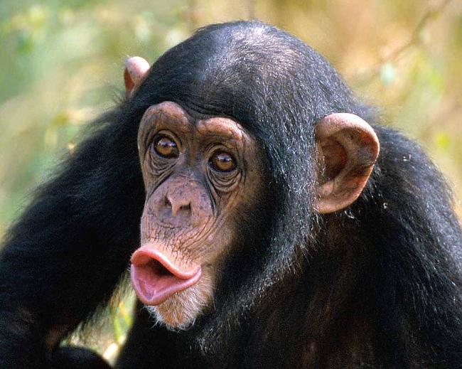 Scaronimpanzes ir vienīgais... Autors: elizapritkovainboxlv 10 Fakti