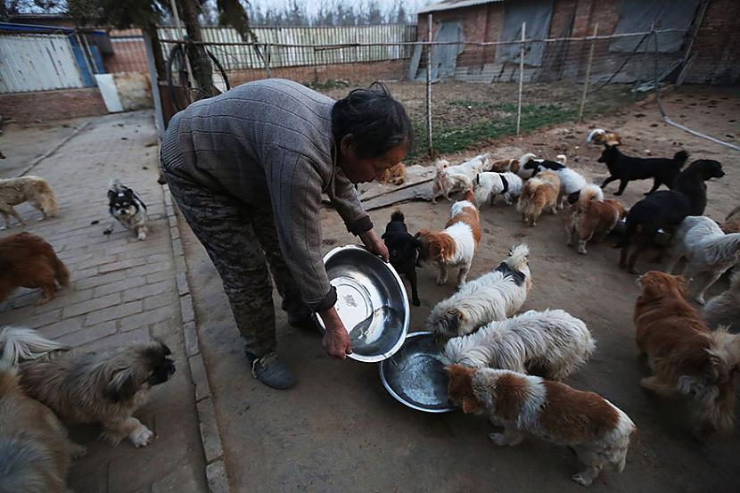  Autors: marijaku Šīs vecās ķīniešu sievietes katru dienu ceļas 4 lai pabarotu 1300 pamestu suņu