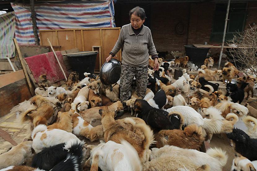 Lai gan bieži Ķīna tiek... Autors: marijaku Šīs vecās ķīniešu sievietes katru dienu ceļas 4 lai pabarotu 1300 pamestu suņu