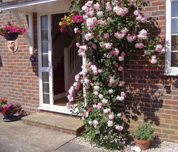  Autors: Fosilija Brīnišķīgas rozes ap māju!