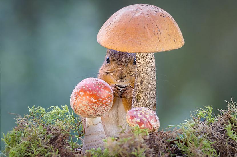  Autors: bombongs Vāveres, visur vāveres :)