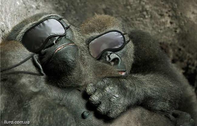 Gorilas vidēji guļ 14 stundas... Autors: kriska14 10 Interesanti fakti #2