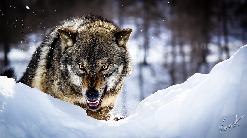 Arī vilki nogalina cilvēkus... Autors: bombongs Bīstamākie radījumi pasaulē.