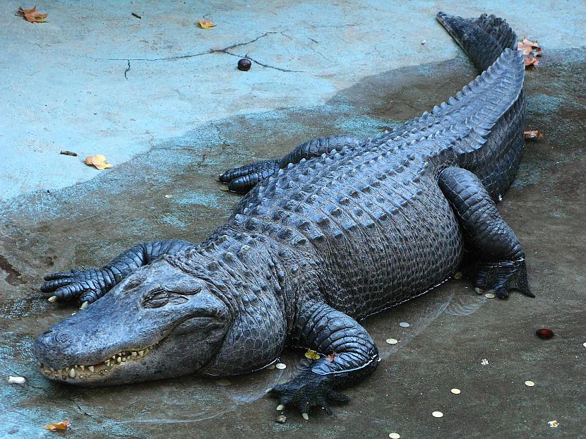 Krokodili ir uz pusi bīstamaki... Autors: bombongs Bīstamākie radījumi pasaulē.
