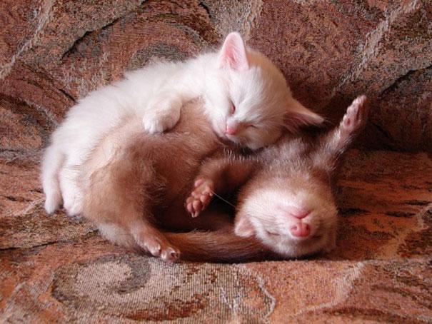  Autors: matilde Nekad neticēsi, ka viņi gulēja kopā!