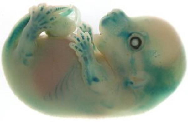Kāds peles embrijs Austrālijā... Autors: Kapteinis Cerība Izmirušā vilksomaiņa gēns peles embrijā