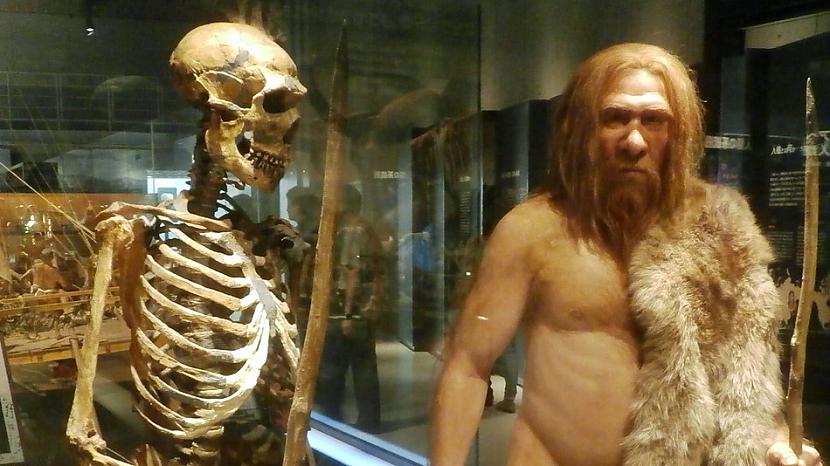 Piemēram pastāv noteikti gēni... Autors: Prāta Darbnīca Tavā ķermenī ir daudz neandertāliešu gēnu