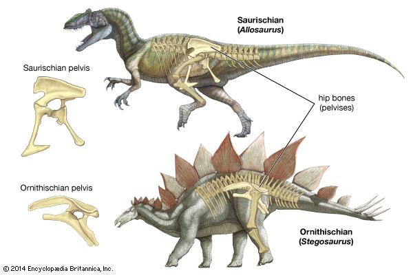 Dinozauri ir iedalīti divās... Autors: Kapteinis Cerība Fakti par Dinozauriem 1. daļa.