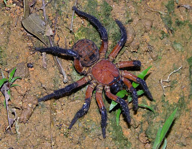Milzīgie lūku zirnekļi Giant... Autors: Kapteinis Cerība Interesanti Fakti Par ZIRNEKĻIEM