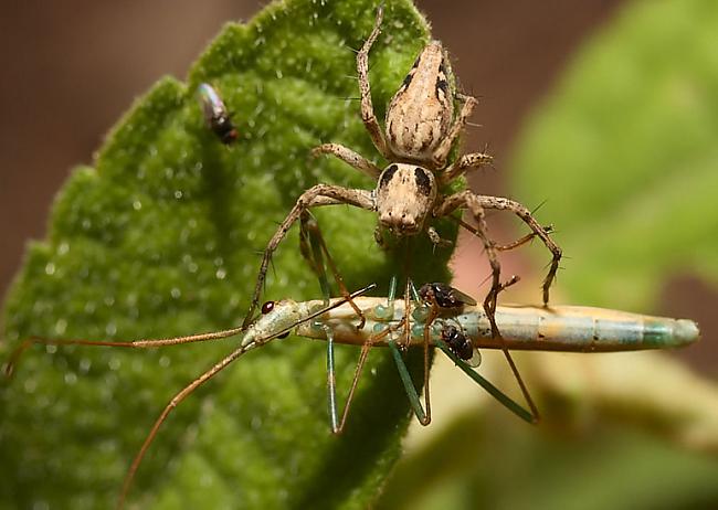 Zirnekļi apēd vairāk kukaiņus... Autors: Kapteinis Cerība Interesanti Fakti Par ZIRNEKĻIEM
