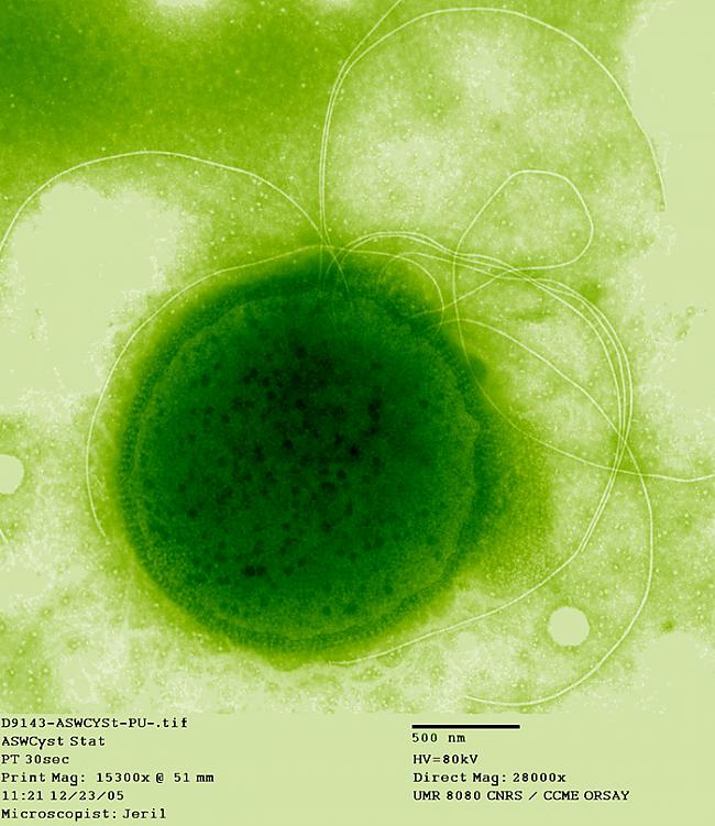 Termokoki ir mikrobi kuriem... Autors: Prāta Darbnīca Dzīvība, kas eksistē visekstremālākajos apstākļos