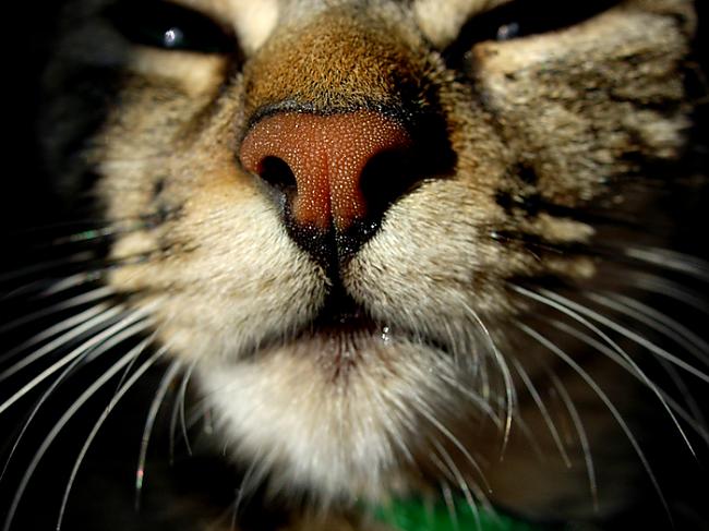 Kaķu degungalā atrodas... Autors: Prāta Darbnīca 20 interesanti fakti par jebko