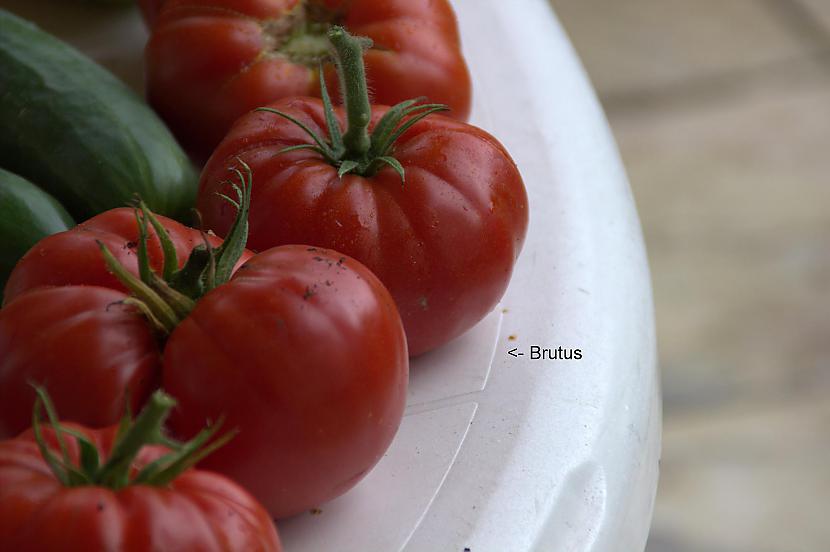 Nevaru sagaidīt  ņam  Autors: Werkis2 Piķēju (Pārstādu) tomātu stādiņus.
