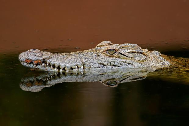 Nīlas krokodīls var aizturēt... Autors: PartyFreak2013 25 aizraujoši fakti!