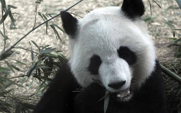 Milzu pandas sievietēm... Autors: Kapteinis Cerība Interesanti Fakti Par MILZU PANDĀM