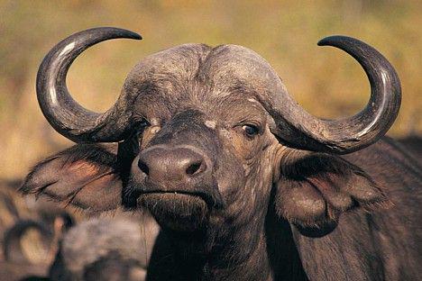 BifelisĀfrikas bifelis ir... Autors: Fosilija Bīstamākie no bīstamakājiem dzīvniekiem