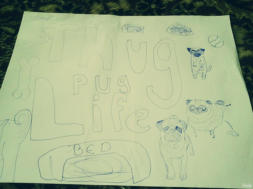 thug pug life Autors: Fosilija Mani zīmējumi#2