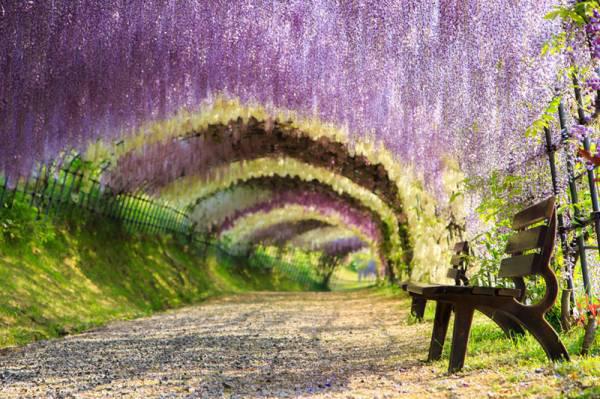Ziedu tunelis Japānā Autors: Fosilija 13 vietas, kuras izskatās gluži kā pasakā