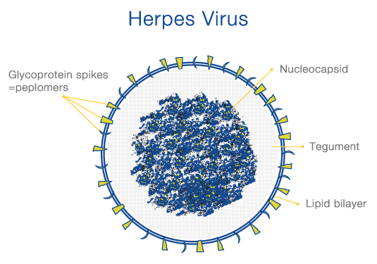 Herpes vīrusam piemīt... Autors: Trakais Jēgers ŠAUSMINOŠAS lietas, kuras varbūt labāk nezināt