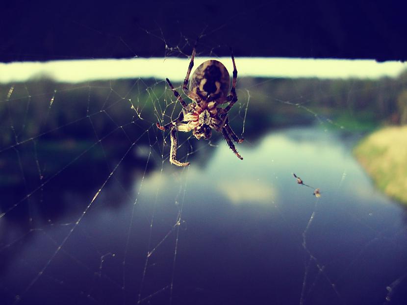 Zirneklis brīvsolī pa tilta... Autors: martishaaaminka Mans labākais foto!