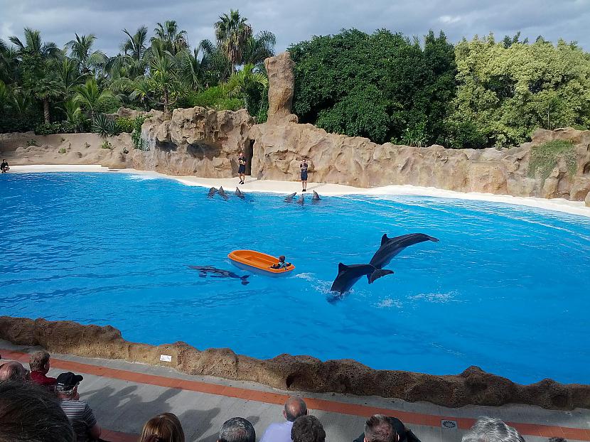 Kas delfīniem nekait bērns... Autors: Fosilija Loro parka izdarības