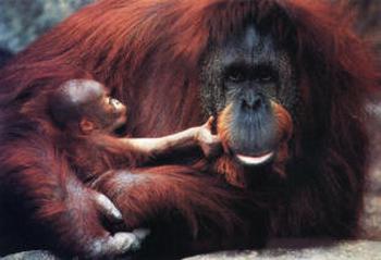 Sumatras orangutāns2002 gadā... Autors: bu4muliite Pasaules apdraudētie dzīvnieki.