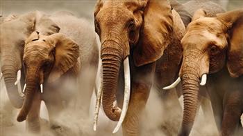 Āfrikas zilonisZiloņi ir... Autors: bu4muliite Pasaules apdraudētie dzīvnieki. #2
