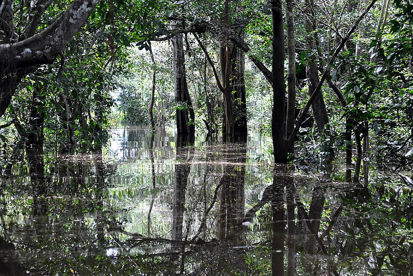 Plūdi Plūdi tur ir kā dzīvības... Autors: Fosilija Daba tropiskajos lietusmežos.