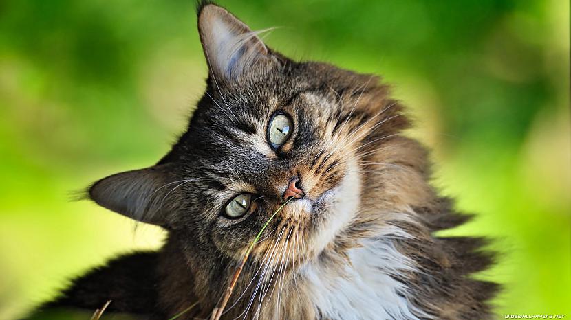 Kaķi var saslimt vai pat... Autors: PikaaaChuuu 15 fakti par kaķiem.