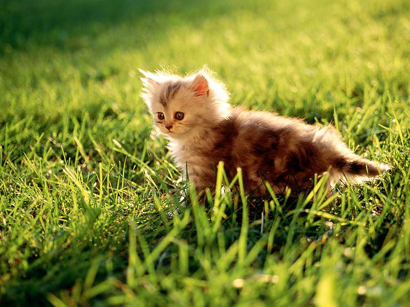 Pasaulē mazāko kaķis sauc... Autors: PikaaaChuuu 15 fakti par kaķiem.
