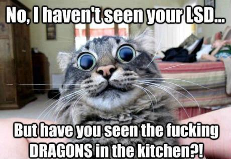  Autors: starmen Kā LSD iedarbojas uz kaķiem?