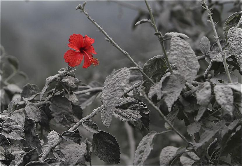Ziedoscarons Hibiskusa zieds... Autors: Kolch 15 fotogrāfijas kuru patiesumam grūti noticēt.