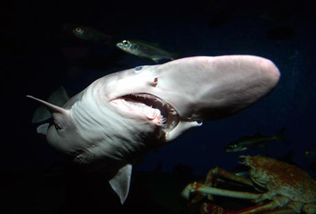 Goblin haizivs ir reta suga... Autors: beatitudinem Būtnes, kas dzīvo okeāna dzīlēs