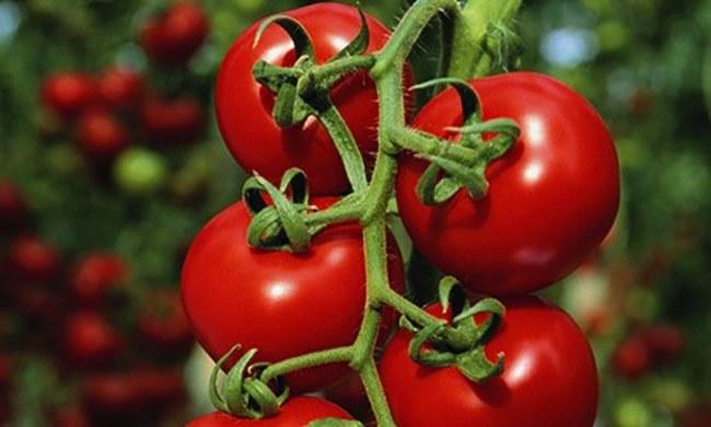 Labi labi tomati nav indīgi... Autors: kaķūns 7 ikdienišķi, bet nāvējoši ēdieni