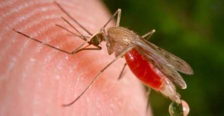 4 vietā ar nosaukumu Malārija... Autors: SpyL 10 bīstamākie vīrusi