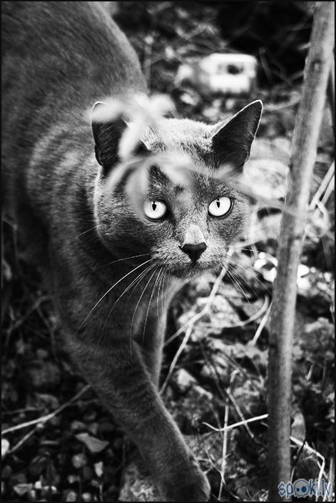 Shecat Autors: teufelin poēma par līķatārpu
