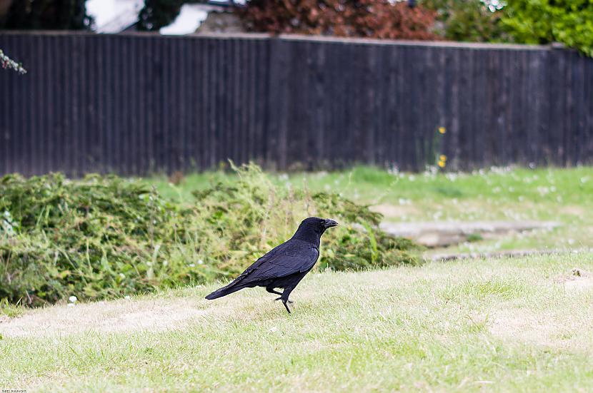 Autors: hahiits kārtējā nedēļa bildēs :)