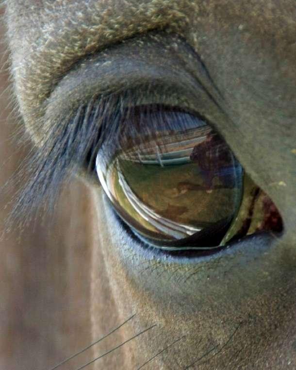 Zirgi redz 360 grādu leņķī Autors: Tvītotāja Fakti par zirgiem
