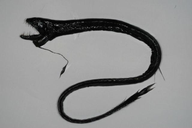 The black dragonfishDiezvai... Autors: FoxRio Neredzētas radībiņas