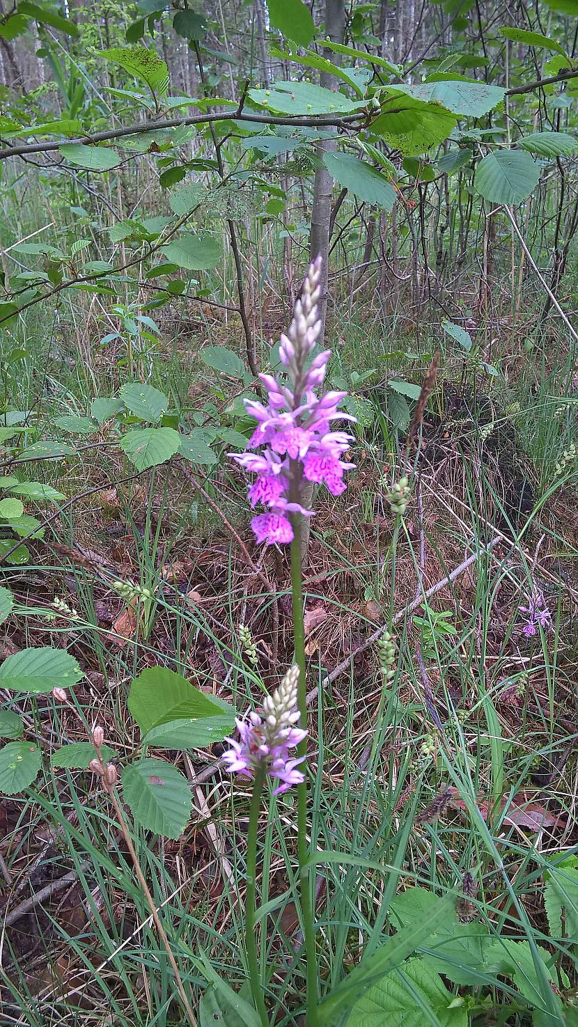 Plankumainā dzegužpirkstīte Autors: SanchoB Latvijas orhideja