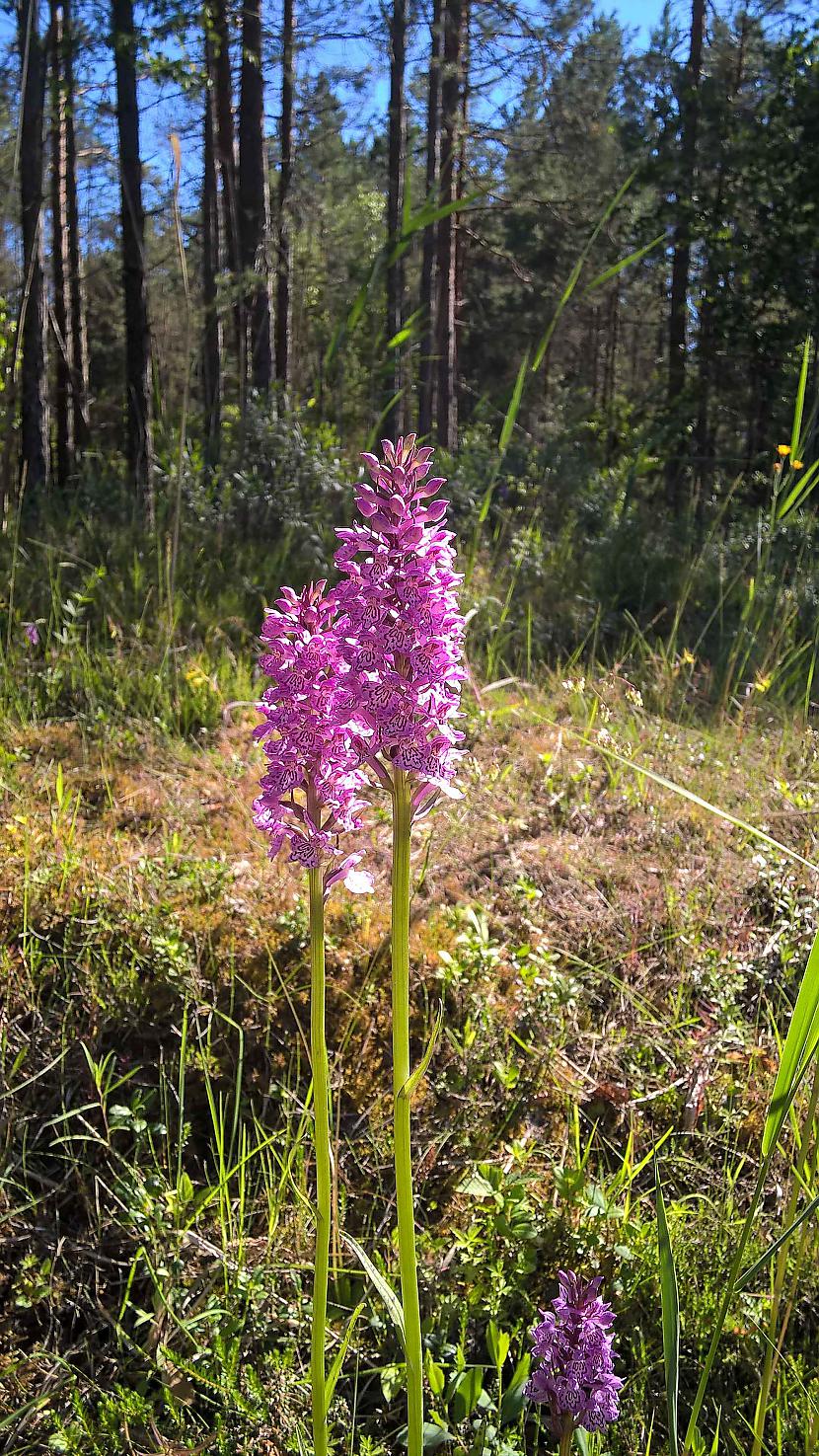 Baltijas dzegužpirkstīte Autors: SanchoB Latvijas orhideja