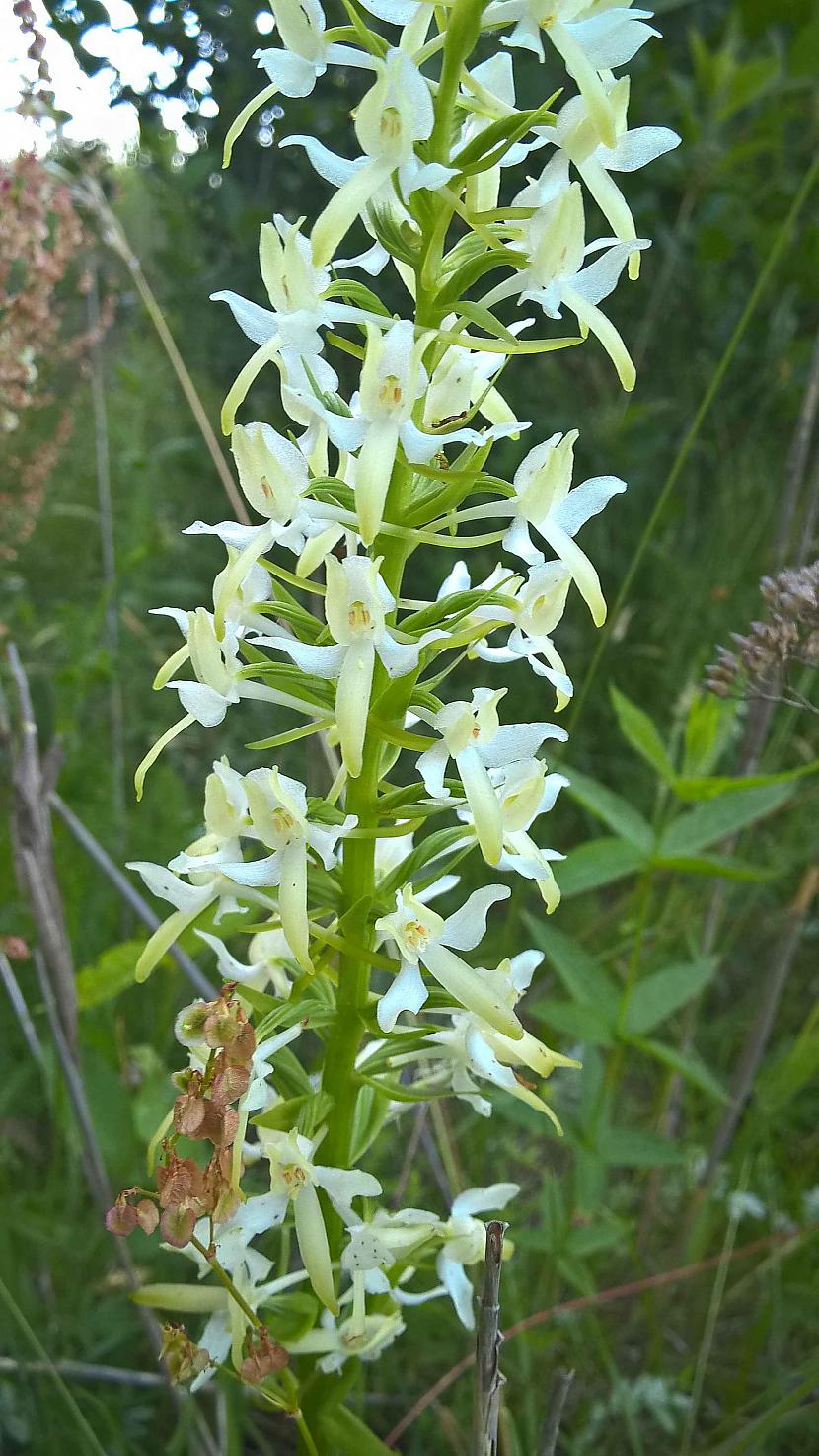 Smaržīgā nakstvijolīte Autors: SanchoB Latvijas orhideja