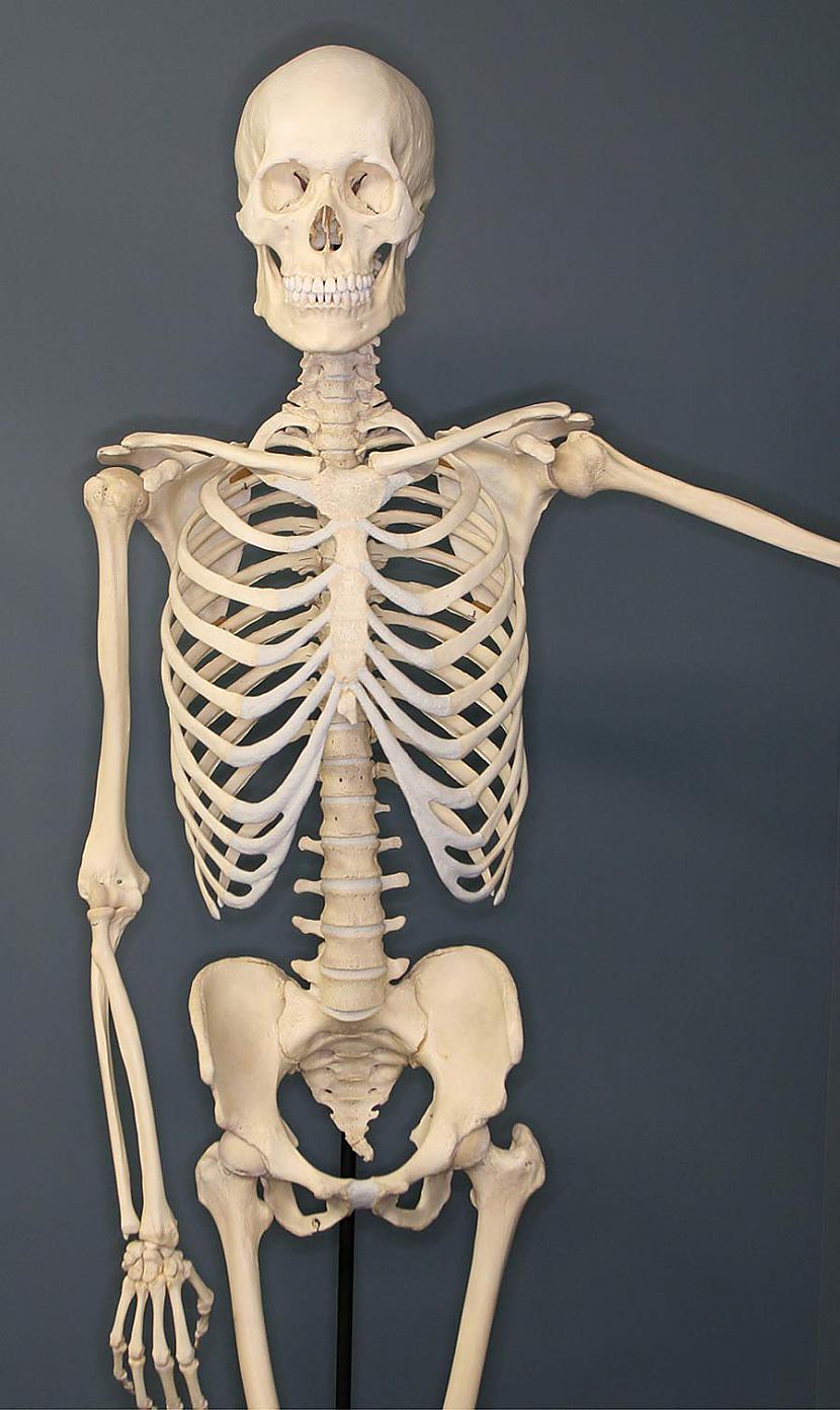 Vispirms pētniekus interesēja... Autors: Fosilija Vai tu zini, kāpēc tev ir trausli kauli?