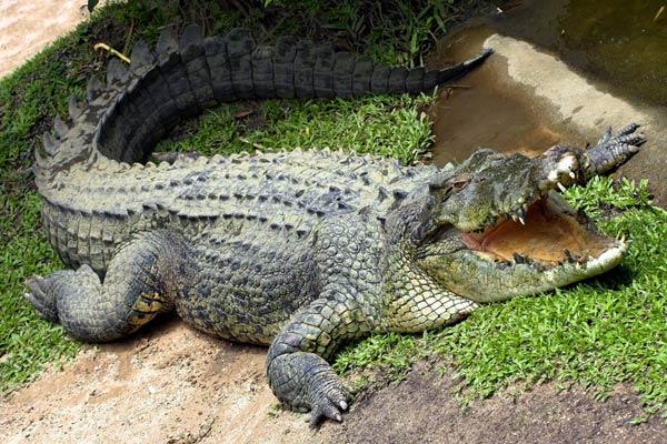 9nbspnbspnbsp Krokodili lai... Autors: RAKSTIŅ MEISTARS Fakti par dzīvniekiem