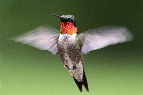 Kolibri nevar staigātnbsp Autors: Agresīvais hakeris Interesanti fakti