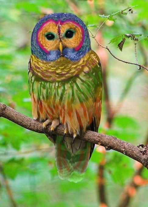 Kā atzīst ornitologi krāsainas... Autors: sfinksa Foto, kurus uzskatīja par īstiem