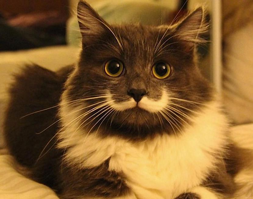 Hamilton the hipster cat Autors: otootooto Kaķi