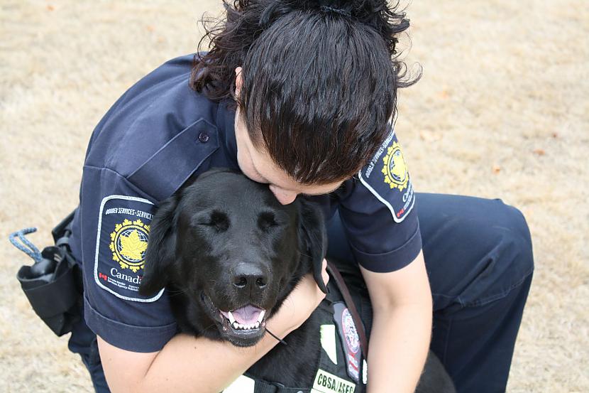 Policijas labradori Autors: Angusiņš kādēļ labradori ir vispopulārākie suņi uz pasaules