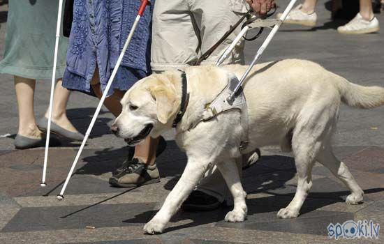 Labradori palīdz un rāda ceļu... Autors: Angusiņš kādēļ labradori ir vispopulārākie suņi uz pasaules