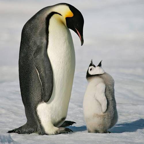 Emperor penguinDabā nav daudz... Autors: FoxRio Labākie papucīši